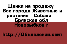 Щенки на продажу - Все города Животные и растения » Собаки   . Брянская обл.,Новозыбков г.